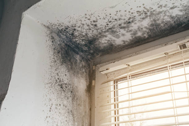 Trusted Mold Testing service in Silverdale, PA - Cheap Mold Removal