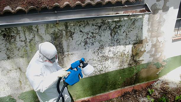 Top rated local Basement Mold Removal specialists in Silverdale, PA